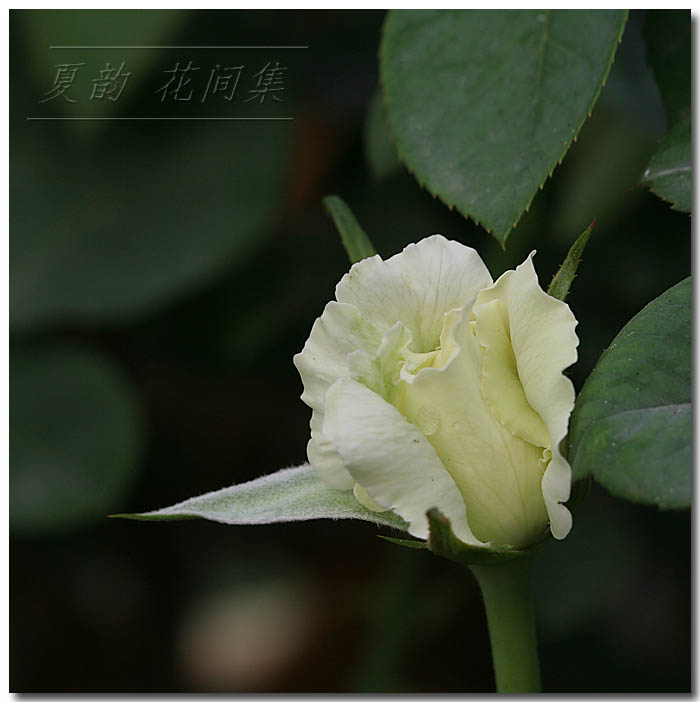 ���伯------�ҵ��¼���԰