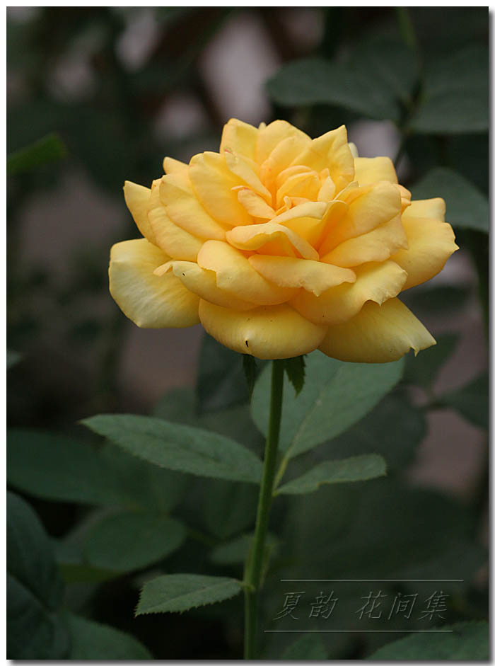 ���伯------�ҵ��¼���԰