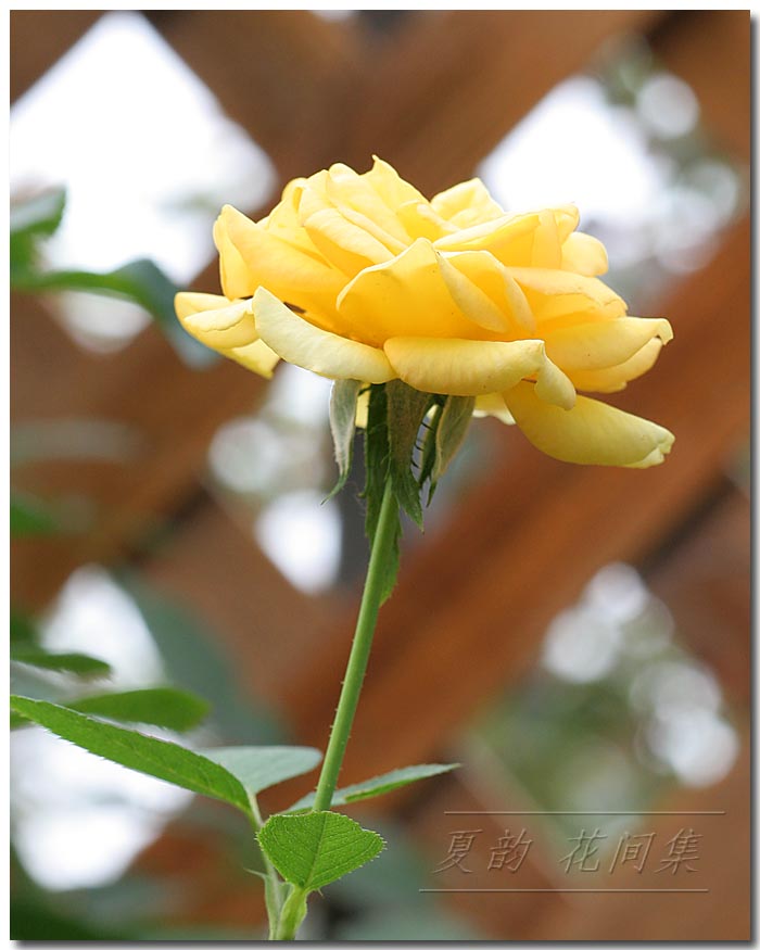 ���伯------�ҵ��¼���԰