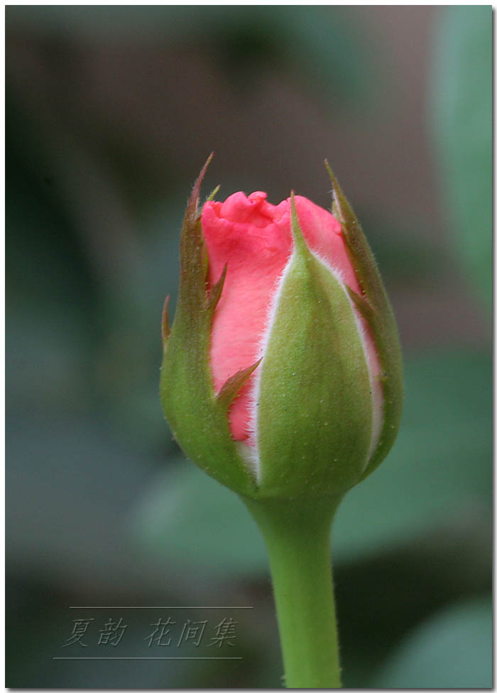 ���伯------�ҵ��¼���԰