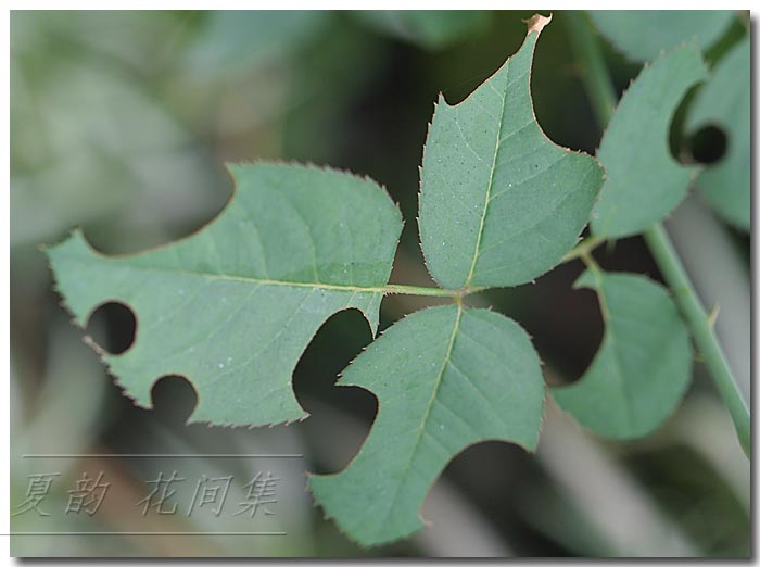 ���伯------�ҵ��¼���԰