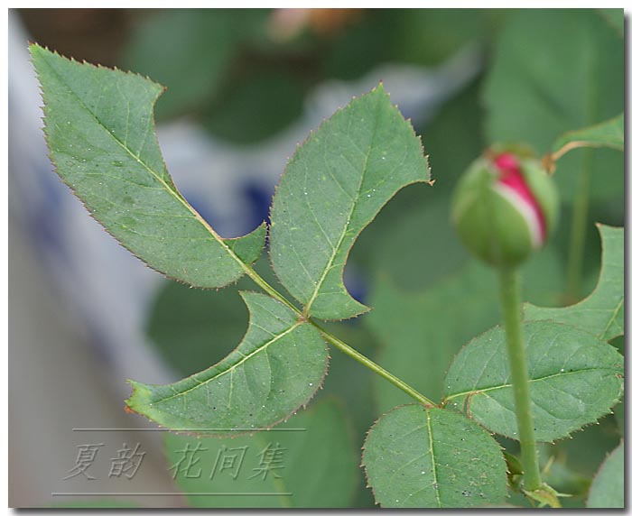 ���伯------�ҵ��¼���԰