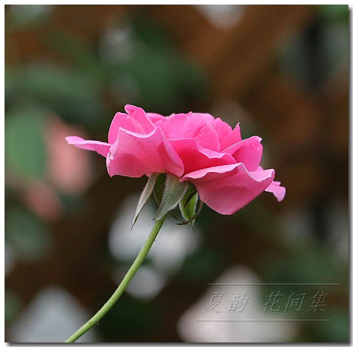 ���伯------�ҵ��¼���԰