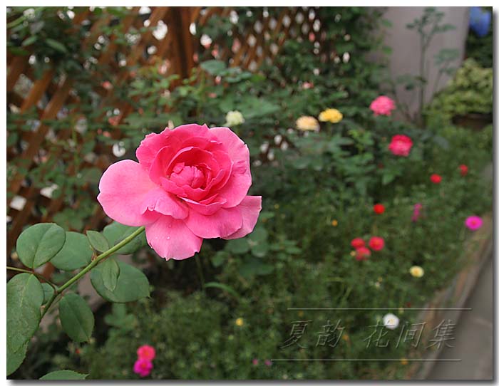 ���伯------�ҵ��¼���԰