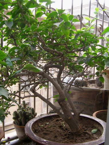 ������̨�ϵ�Ҷ�ӻ�������÷��