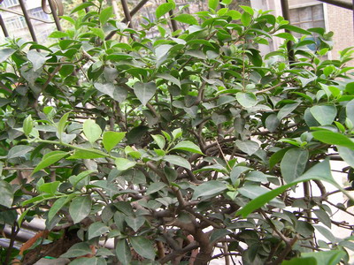 ������̨�ϵ�Ҷ�ӻ�������÷��