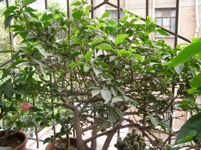 ������̨�ϵ�Ҷ�ӻ�������÷��