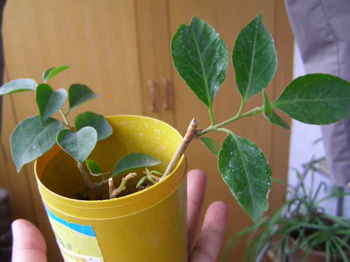 ������̨�ϵ�Ҷ�ӻ�������÷��