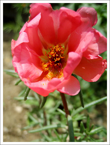 �����İ�֧����P4���£���ѫ�¾�