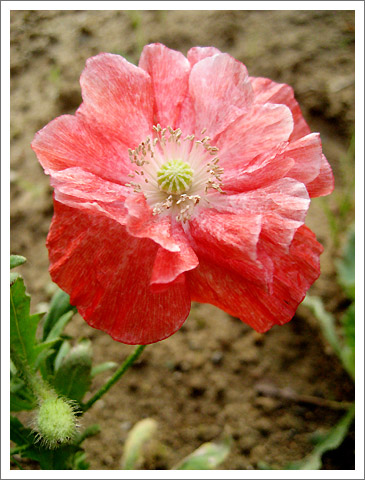 �����������˲�