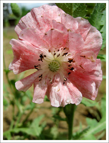 �����������˲�