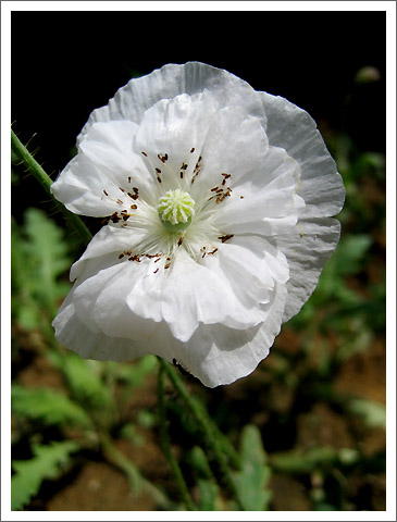 �����������˲�