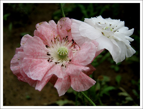 �����������˲�