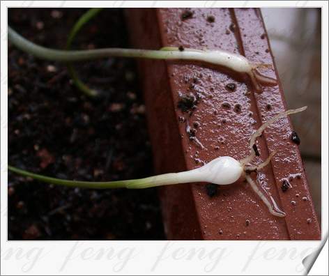 �춥��������ֲ��