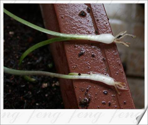 �춥��������ֲ��