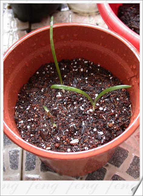 �춥��������ֲ��