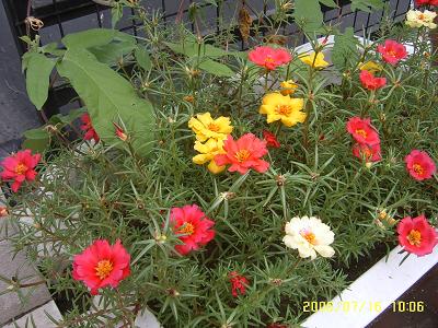 ���ĵ�̫����