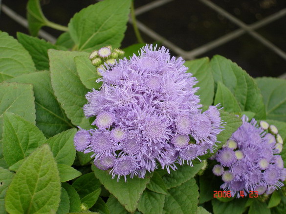 ��Ӱ��Ʒ�����������ң�