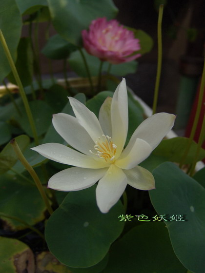 06��Ļ�~~��۹��У�