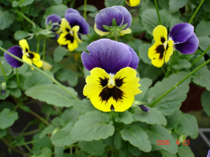 ��Ӱ��Ʒ�����������ң�