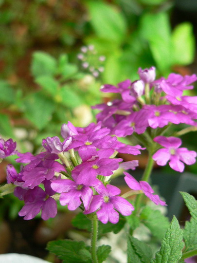 [ԭ��]�ҵĻ���