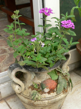 [ԭ��]�ҵĻ���