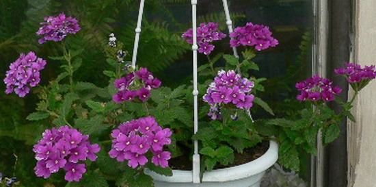 [ԭ��]�ҵĻ���