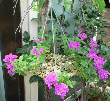 [ԭ��]�ҵĻ���