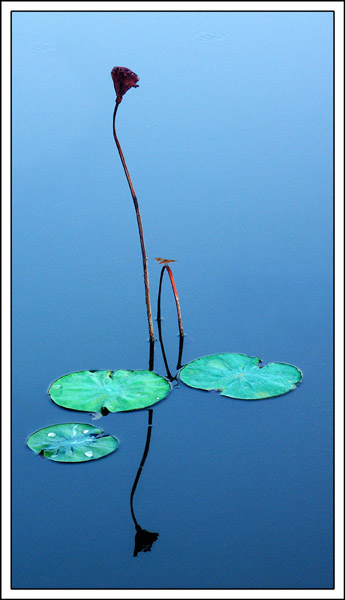 ��Ӱ��Ʒ�����������ң�