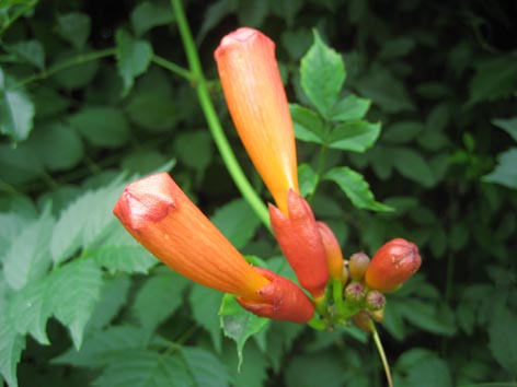 ��Ӱ��Ʒ�����������ң�