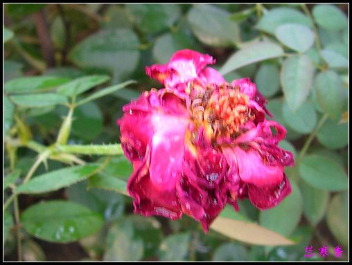 ��������¼���԰:XYP������ɯ���ֿ���