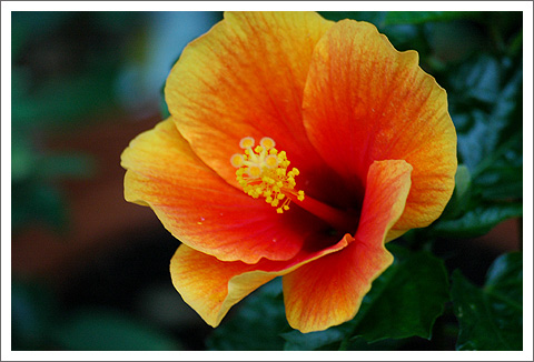 �����ķ�ɣ(�����Ļ�����ɣ����)