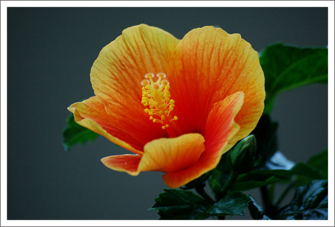 �����ķ�ɣ(�����Ļ�����ɣ����)