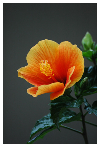 �����ķ�ɣ(�����Ļ�����ɣ����)