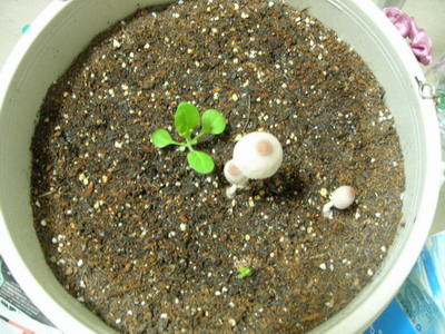 [ԭ��]���մ���ţţ�ɳ��ǣ����ϸ�������7.12��Ƭ��