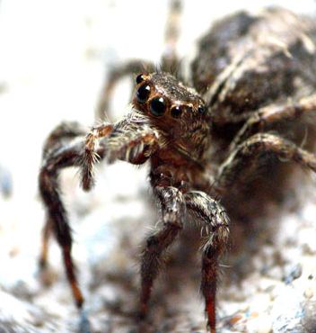 ��Ӱ��Ʒ�����������ң�