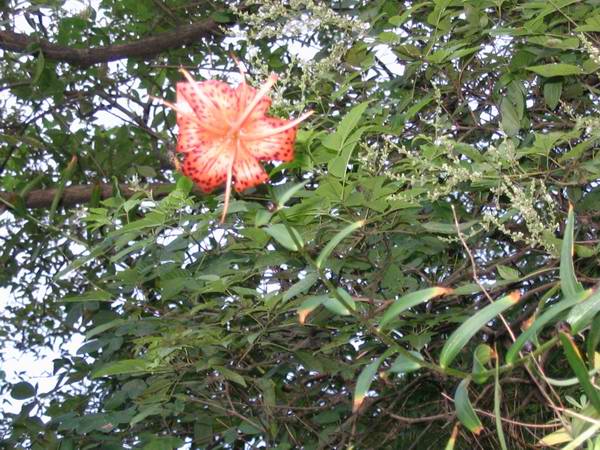 ����Ұ���ٺ�