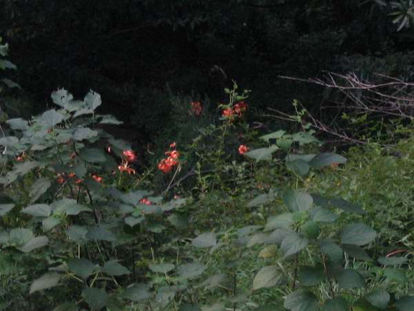 ����Ұ���ٺ�