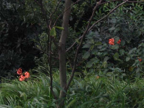 ����Ұ���ٺ�