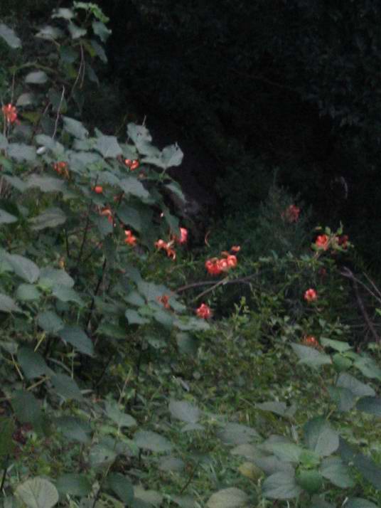 ����Ұ���ٺ�