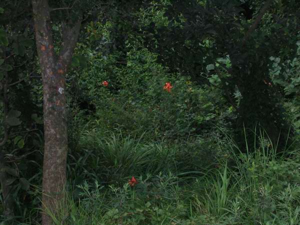 ����Ұ���ٺ�