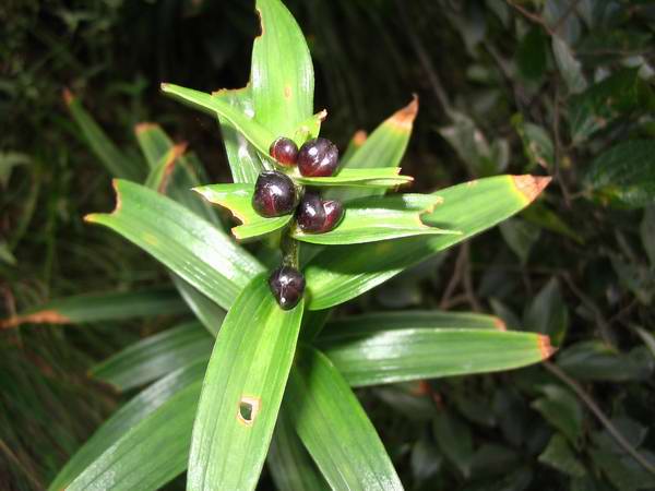 ����Ұ���ٺ�