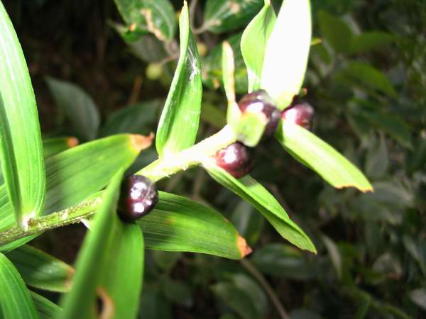 ����Ұ���ٺ�