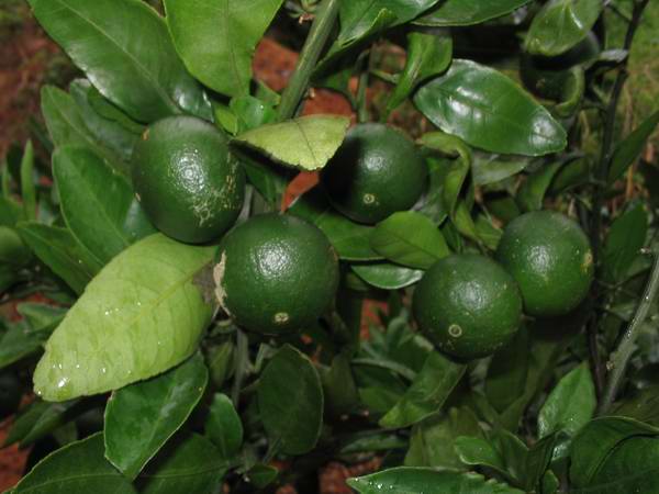 ����Ұ���ٺ�