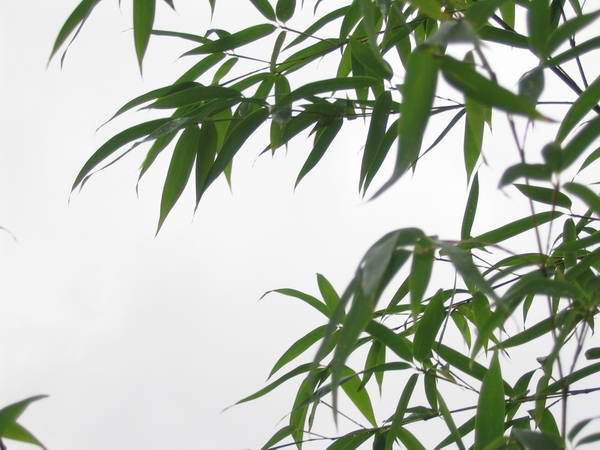 ����Ұ���ٺ�