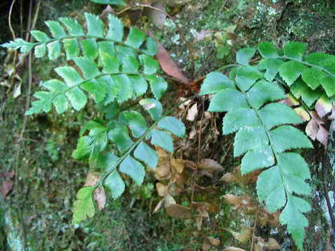 ���N�Nާ������