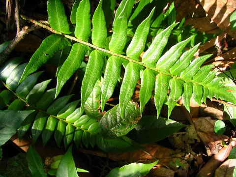 ���N�Nާ������