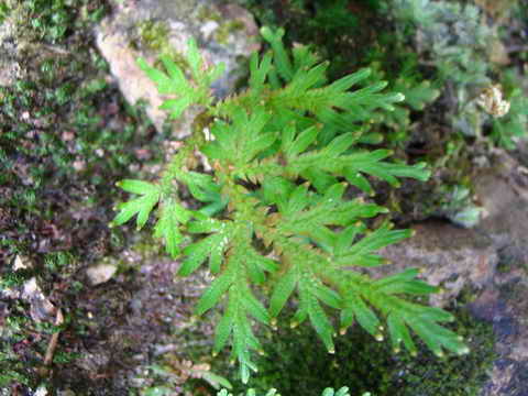 ���N�Nާ������