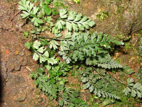 ���N�Nާ������