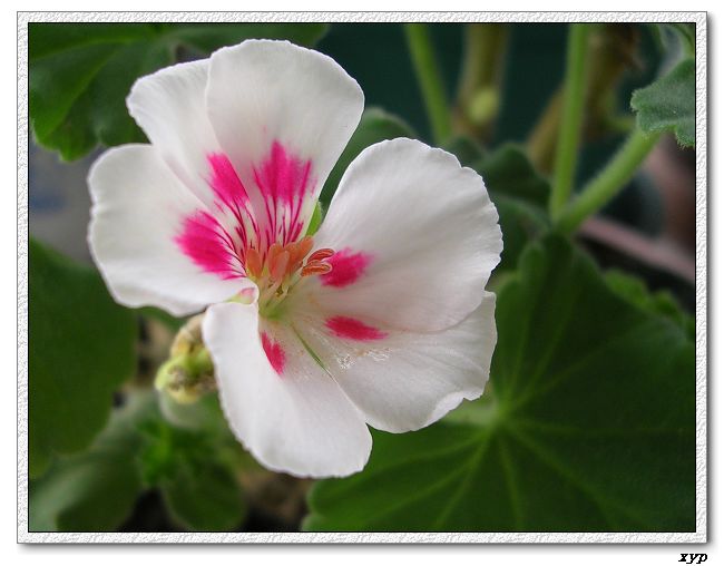 ���ÿ�(�ﺮ�㡢��ݮ������)P8����